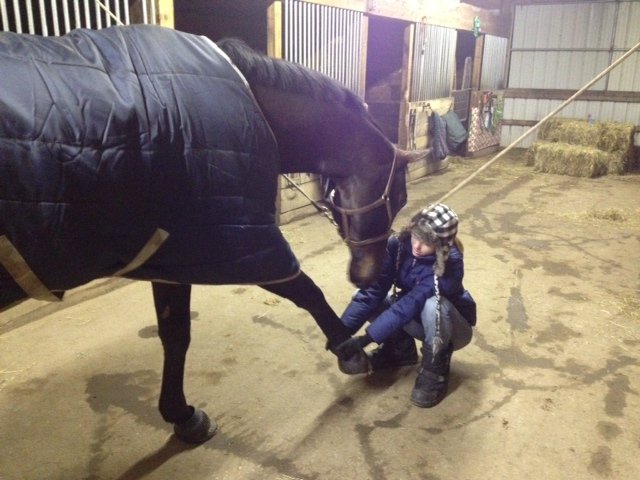 Horse Stretch Front Leg