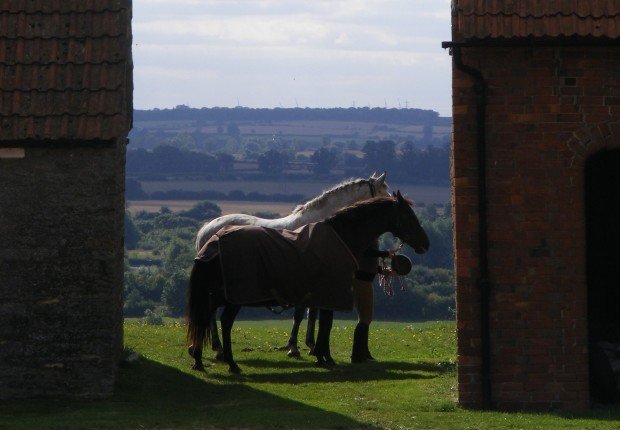When Other Horses Frighten Yours